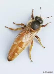 如何知道处女座心情不好,如何知道处女座的弱点