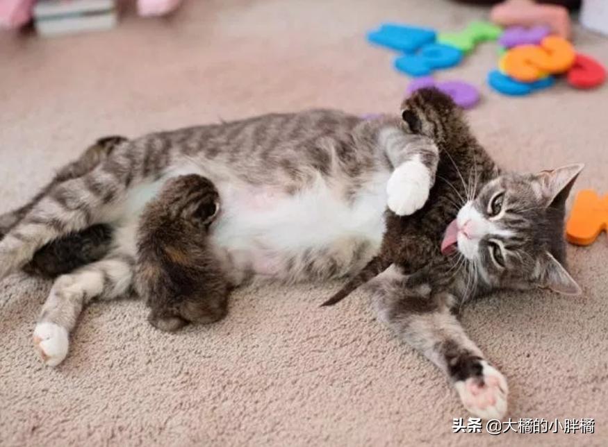 三只小猫夭折了一只,母猫早产小猫死了剩下的还会生吗