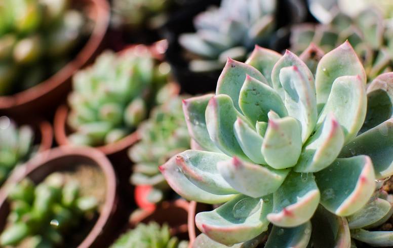 养花新手老养死花,献给那些总把花养死的人