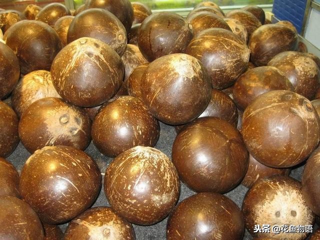 椰子树属于什么类植物,椰子树是热带还是亚热带植物