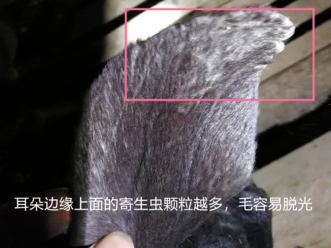 山羊体外寄生虫的防治方法,新手山羊养殖驱虫方法