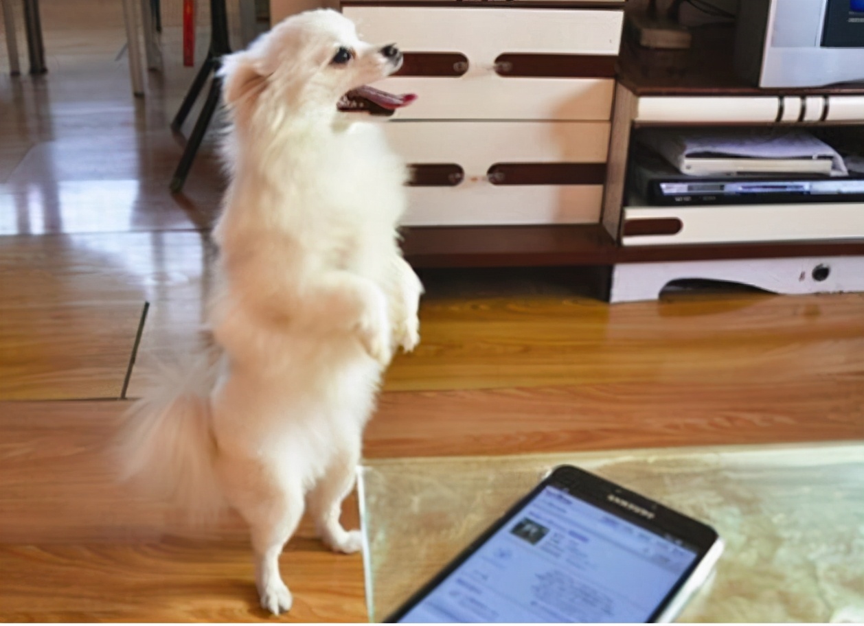 狗狗6大动作训练,学会更利于饲养生活