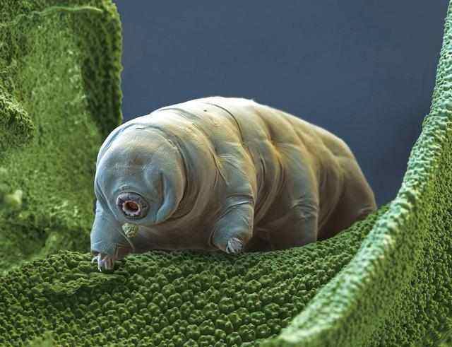 “压”不死的深海动物，它们为什么会在深海游刃有余的生活？