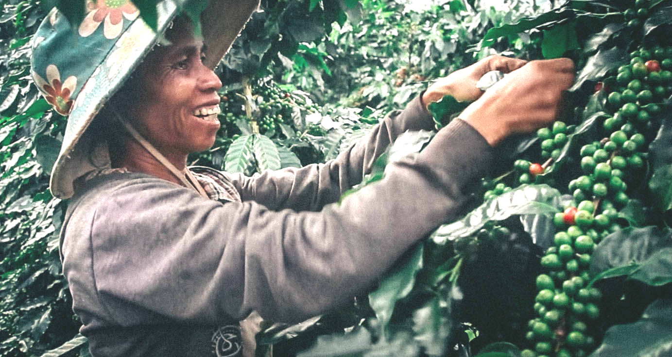 老挝中资工厂工资,老挝华人咖啡工厂