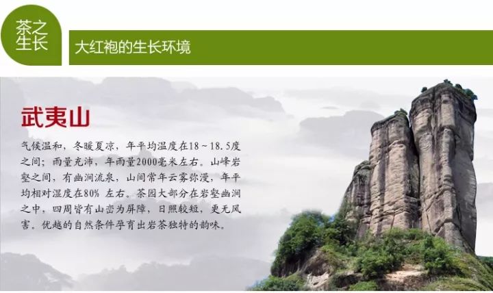 武夷岩茶大红袍讲解词,武夷岩茶大红袍基础知识