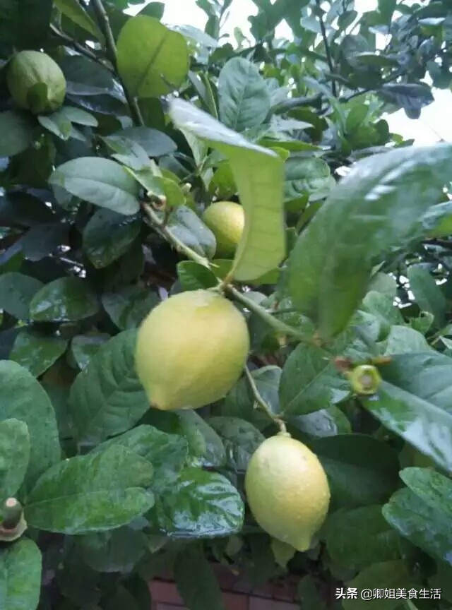 不用海苔就能做的寿司,寿司没有寿司醋白醋拿什么代替