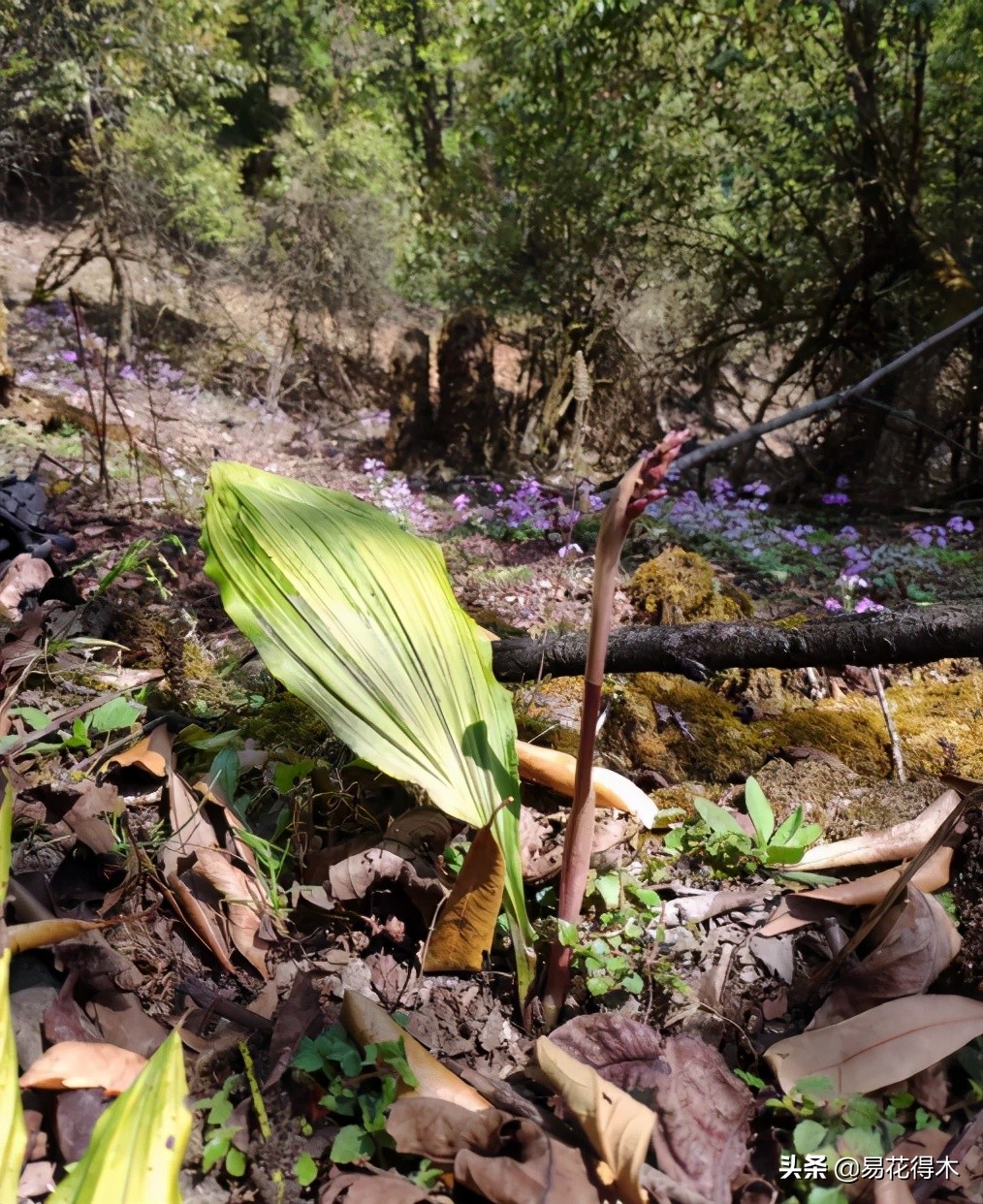 杜鹃兰属于几级保护植物,杜鹃兰品种图片
