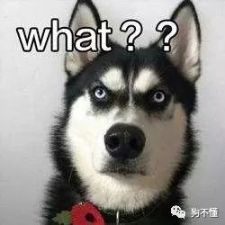 现在国家有没有动物保护法,2022年各国动物保护法