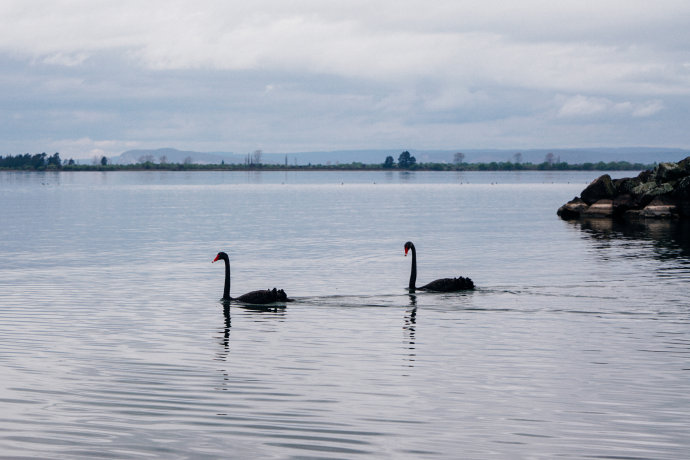 新西兰｜在首屈一指的滑雪胜地，与黑天鹅一起戏水