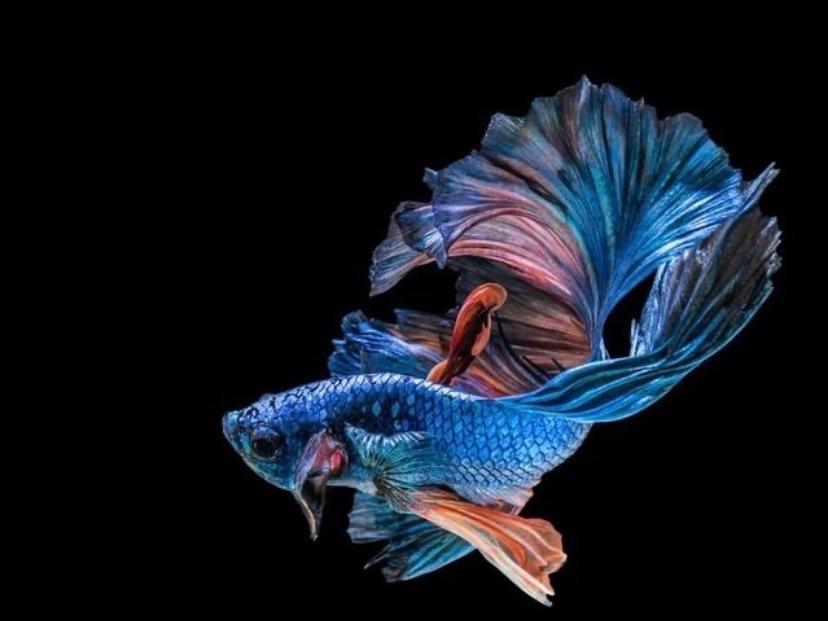 欢乐小金鱼儿,欢乐小金鱼擦炮