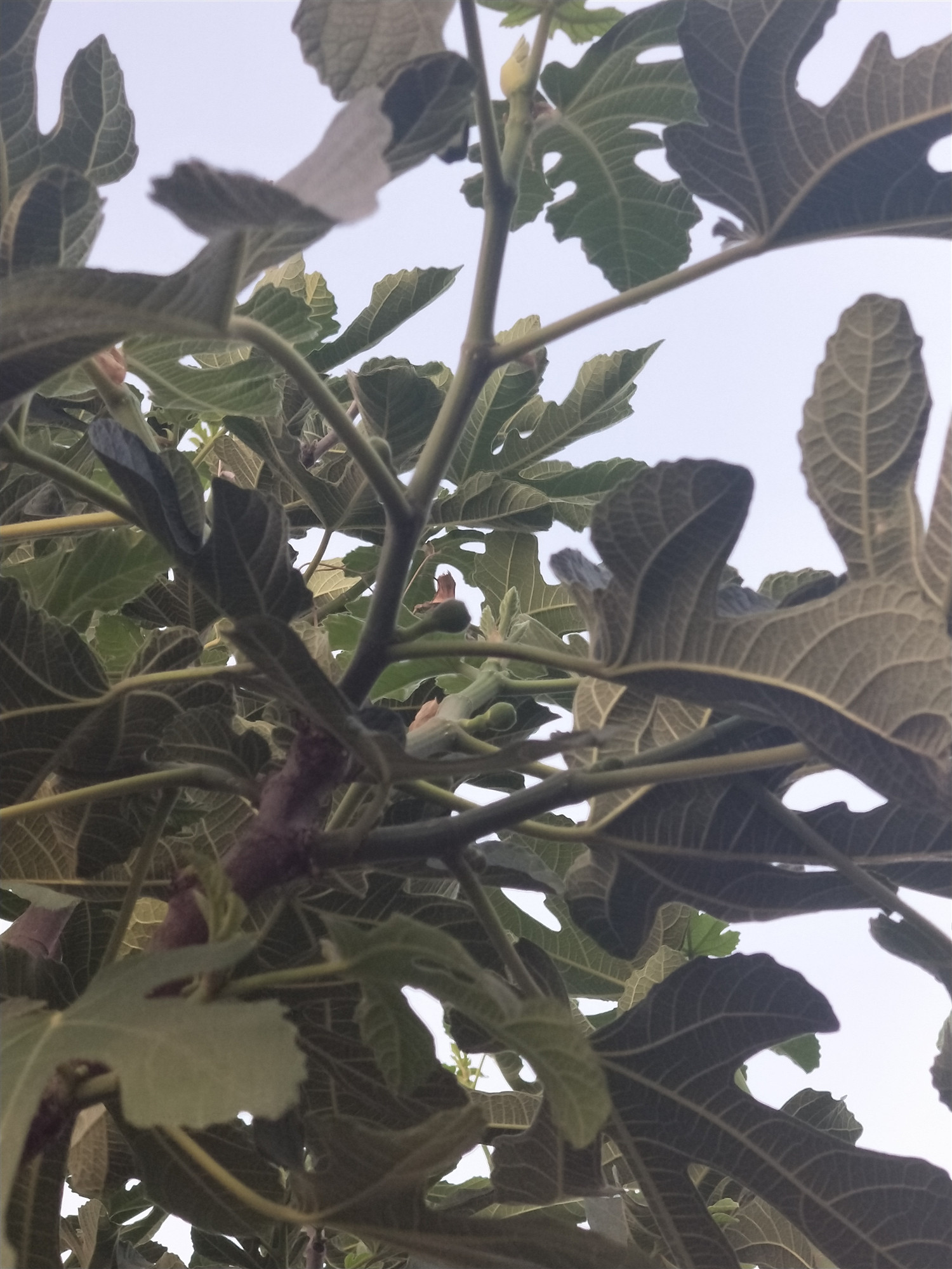 无花果是有核水果吗,无花果是无糖水果吗