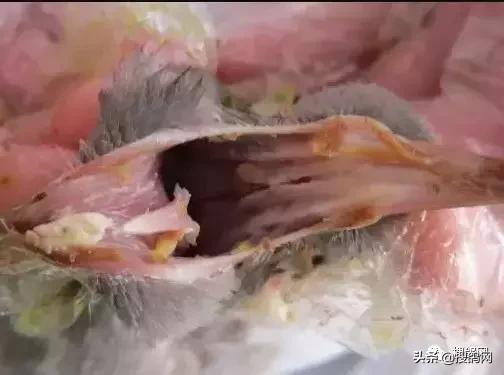 秋赛前赛鸽常见疾病-毛滴虫的防治