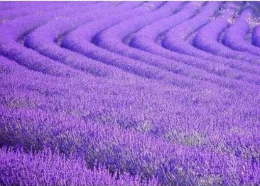 去薰衣草庄园来一场梦幻之旅,推荐一个好地方薰衣草庄园