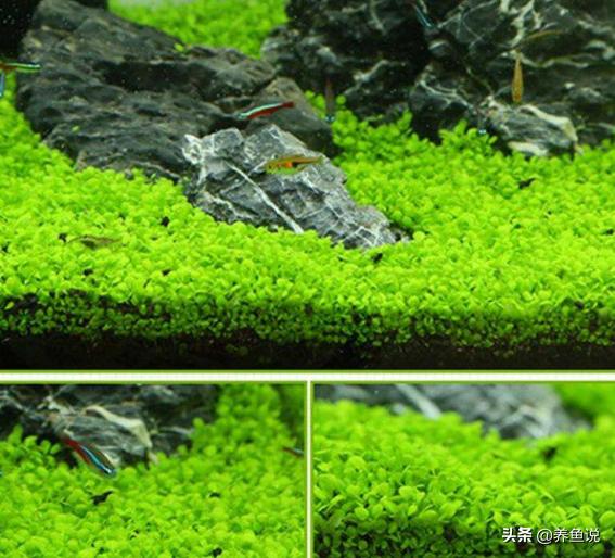 辟谣：“水草种子”并非真正的水草，种了之后鱼缸的麻烦事少不了