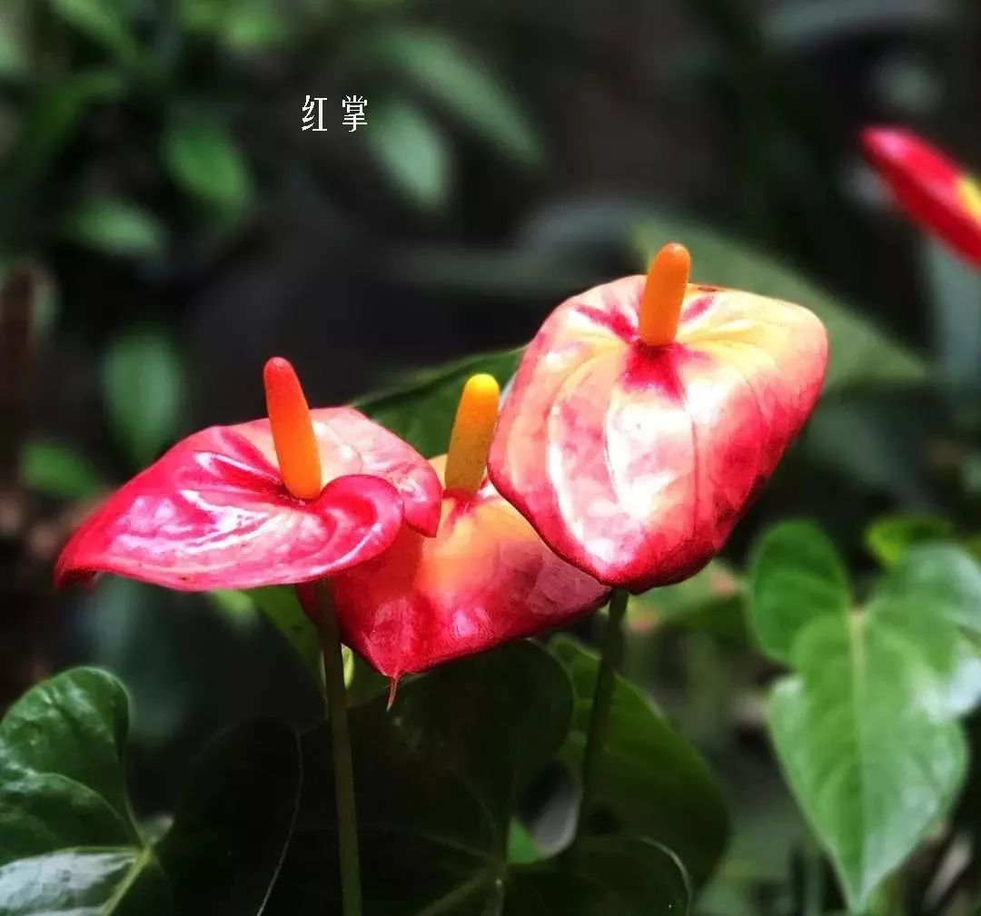 鲜花店常见花材品种大全,花店里同款的两种不同价格的花材