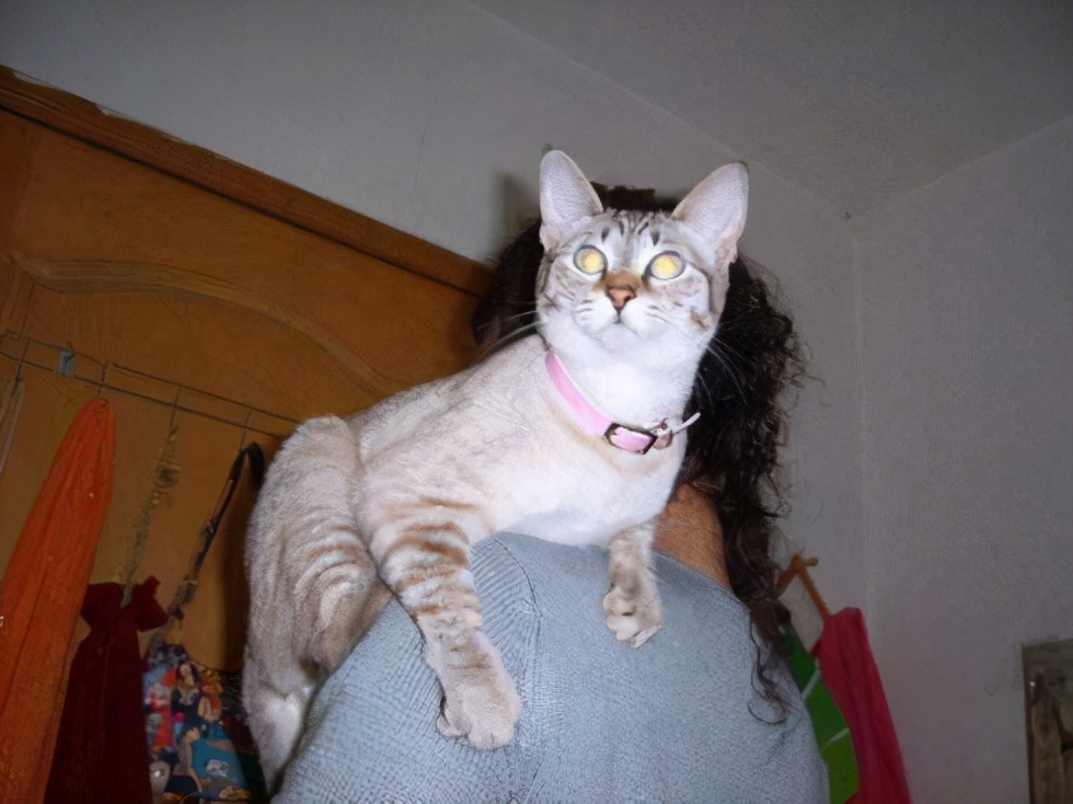 正确的抱猫姿势到底是怎样的？原来一直以来我都抱错了...