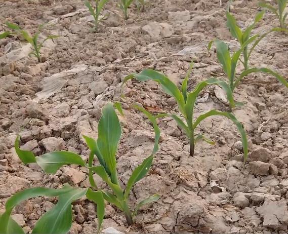 玉米缺苗怎么补种,玉米地里缺苗补种玉米还行吗