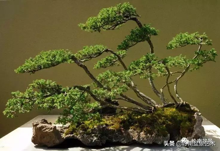 松树在水旱丛林盆景创作中的运用 (松树丛林盆景经典之作)