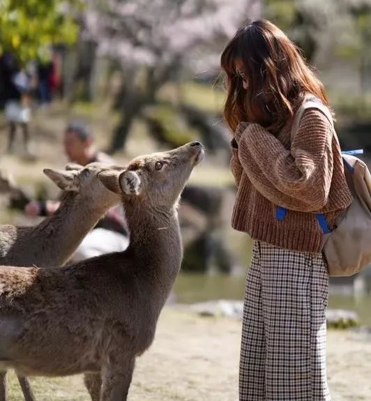 日本本州旅游攻略亲子,日本本州攻略