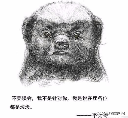 平头哥蜜獾照片,蜜獾平头哥动物科普