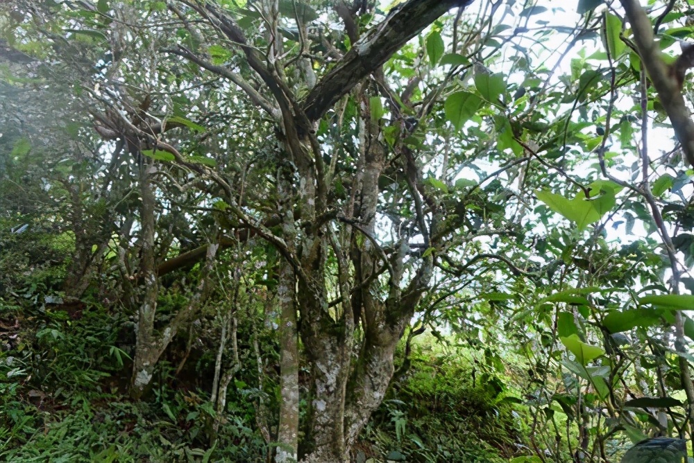 十大名寨普洱茶排名,十大普洱茶排行榜最新