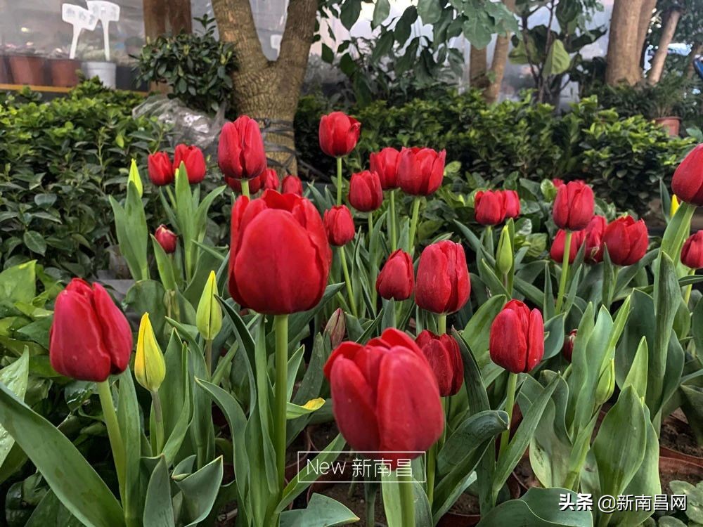 南昌花市有哪些地方,南昌花市批发市场