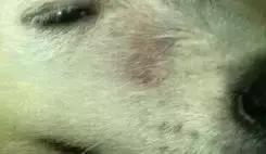 狗狗不同品种颜色分类,狗狗不同的类型有哪些特点