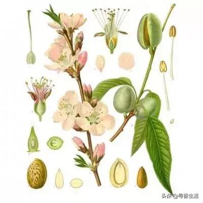 芳疗植物油护肤,芳疗常见植物油功效