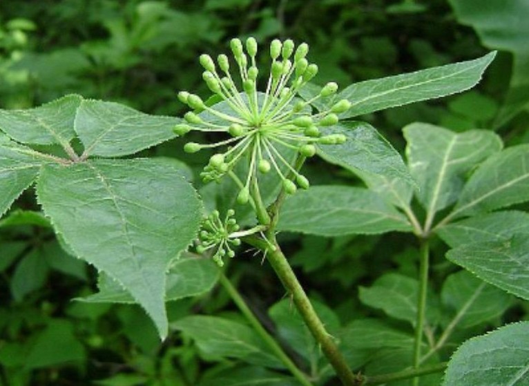 失眠多梦难入睡用什么中药调理,难入睡失眠怎么中药调理