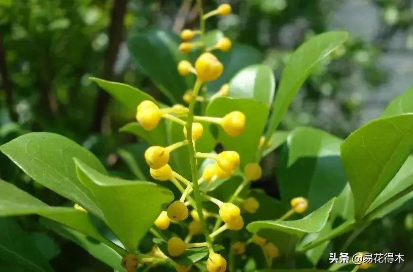 黄珠兰和白珠兰的区别,白珠兰和黄珠兰的区别