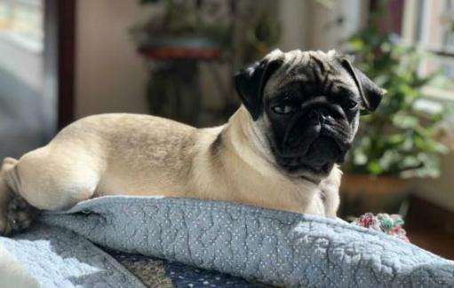 盘点7种出名的中华田园犬,颜值高的几种中华田园犬