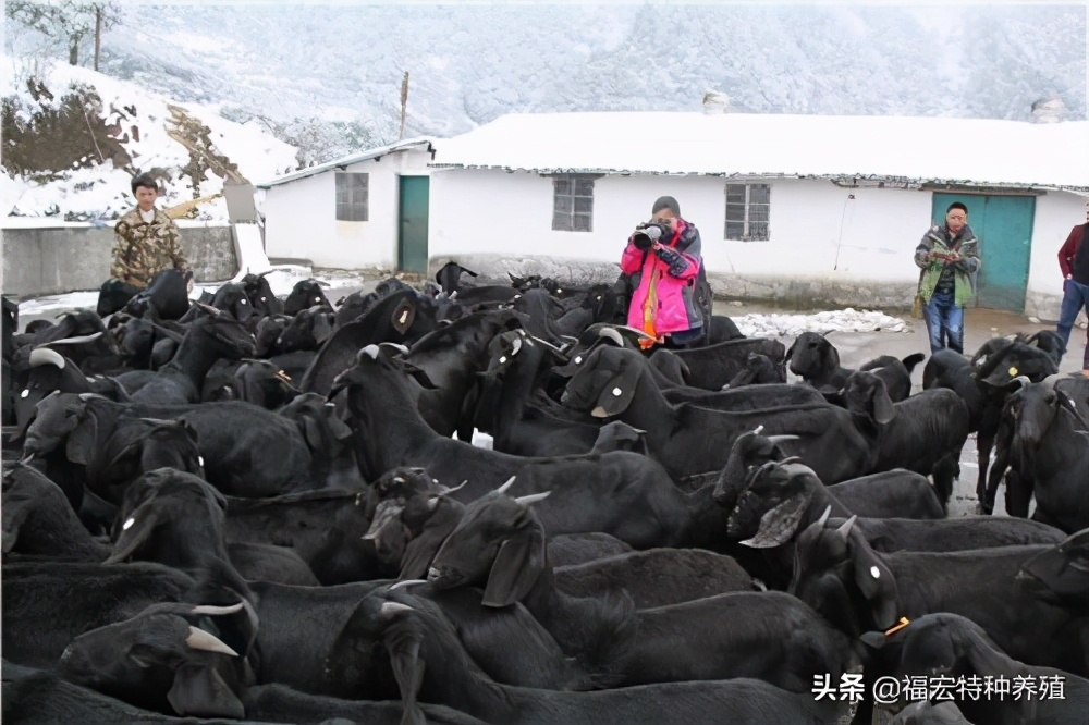 养殖湖南黑山羊的成本和利润分析,养殖黑山羊利润与成本