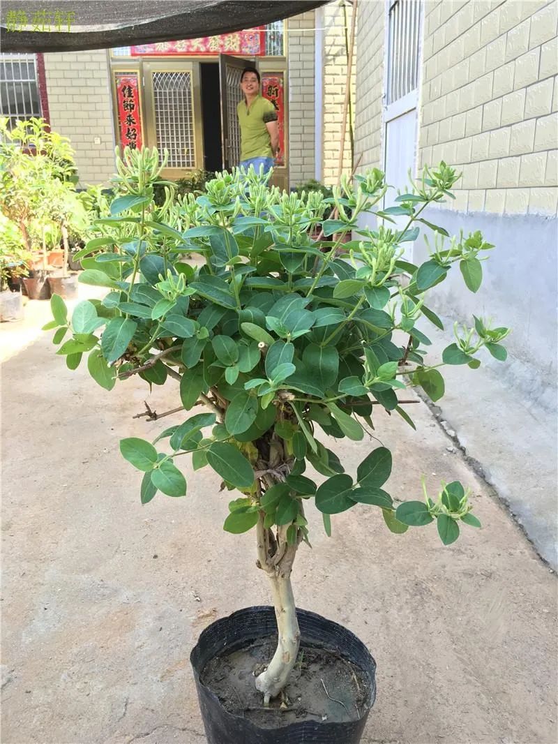 金银花盆景根怎么变粗,金银花盆景的造型与管理