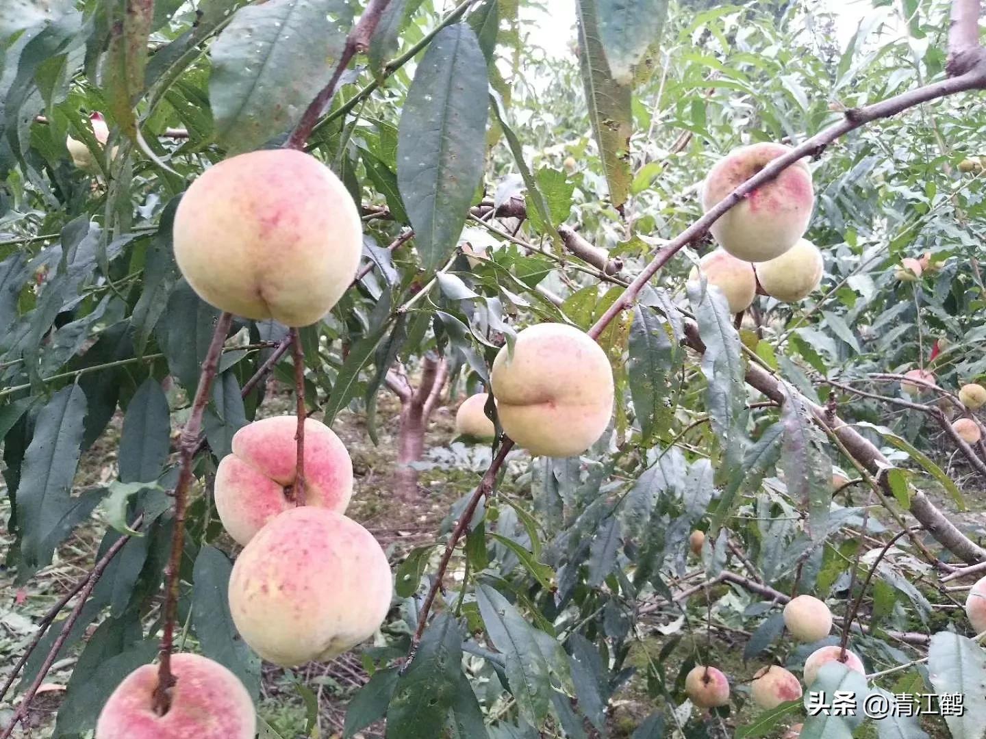 休闲农业盈利模式柱状图,休闲农业十大趋势图