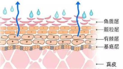 外油内干的皮肤需要怎样补水,皮肤干到掉皮如何快速补水