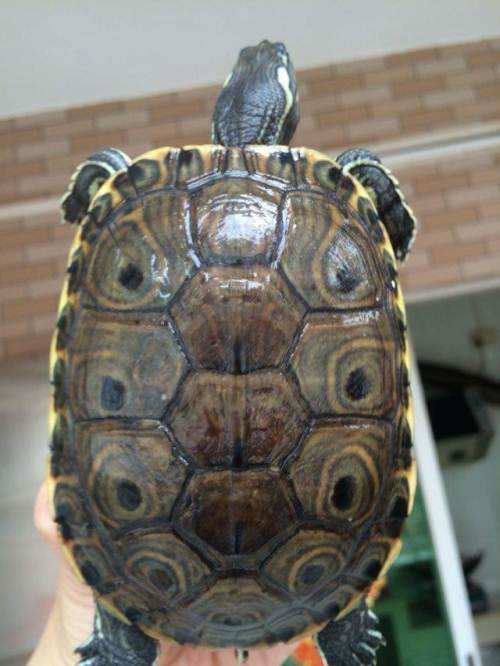 巴西龟的兄弟,巴西龟的辨认方法