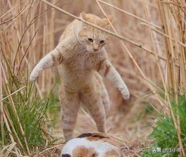 母猫小猫分开回来后哈气怎么办,母猫一直哈气刚来的小猫怎么办