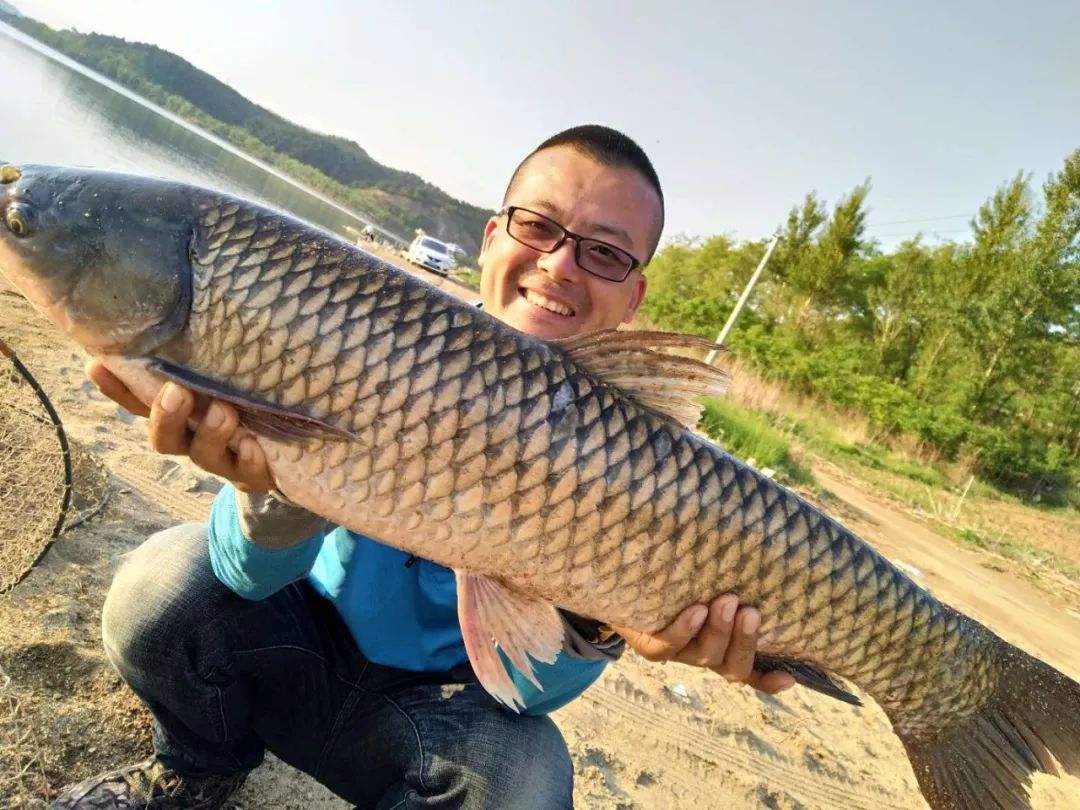 钓鱼怎么防鲫鱼掉鳞片,钓鱼钓到鳞片