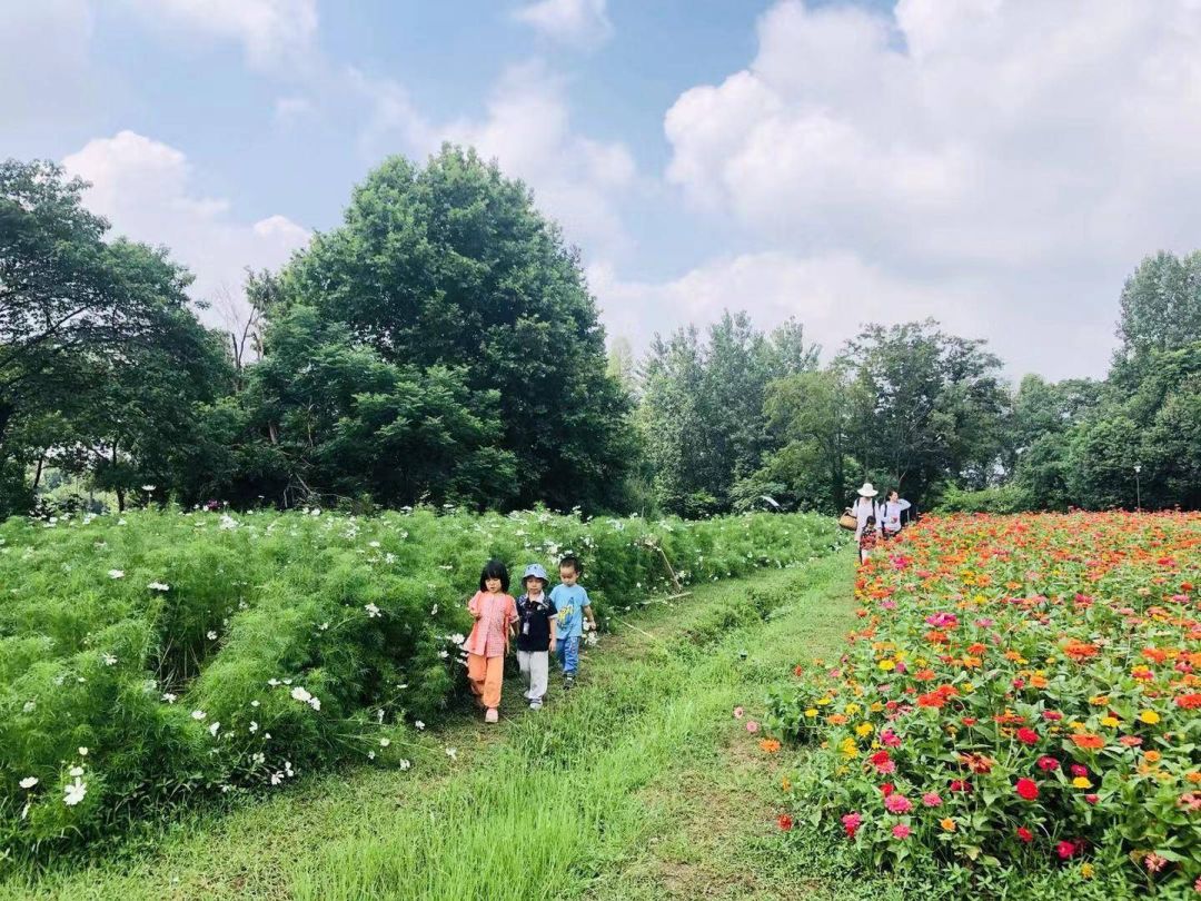 “我还没见过有那个城市的春天，能比武汉还美！”