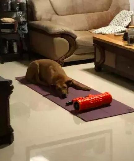 健身可以直接躺地上不用瑜伽垫,没有瑜伽垫可以躺床上吗