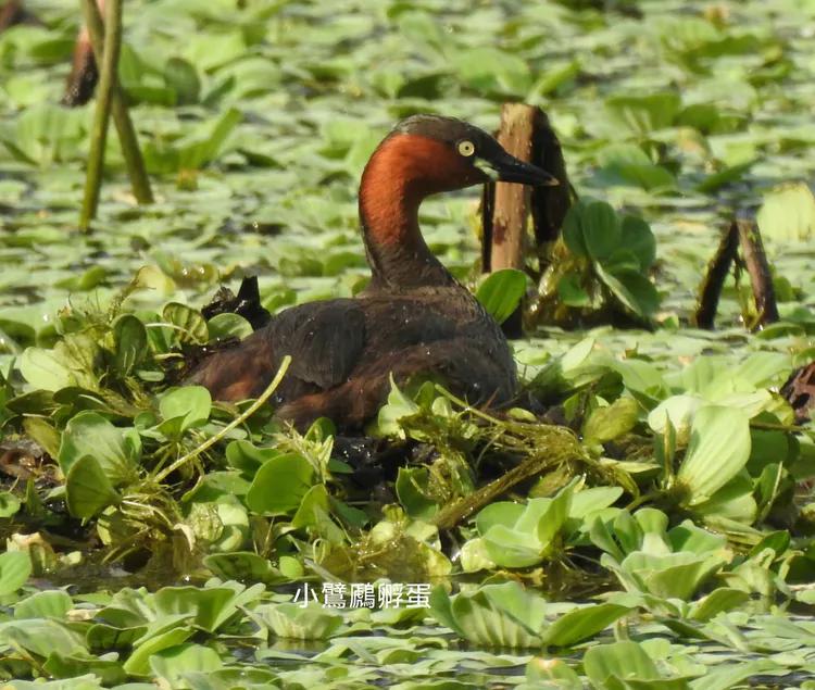 洪湖荷花仙子,洪湖公园蜻蜓