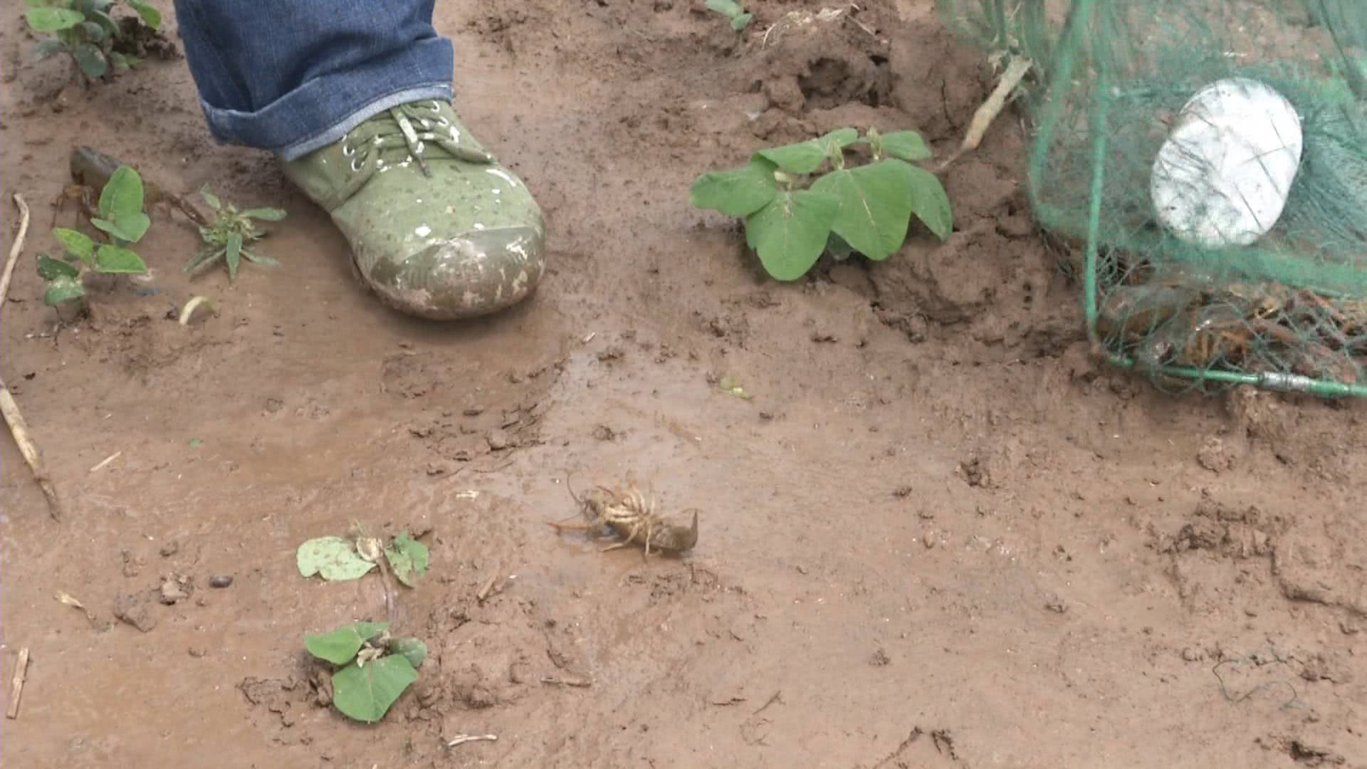 养虾一个月出现空肠死虾怎么回事,虾池出现整条死虾是什么原因