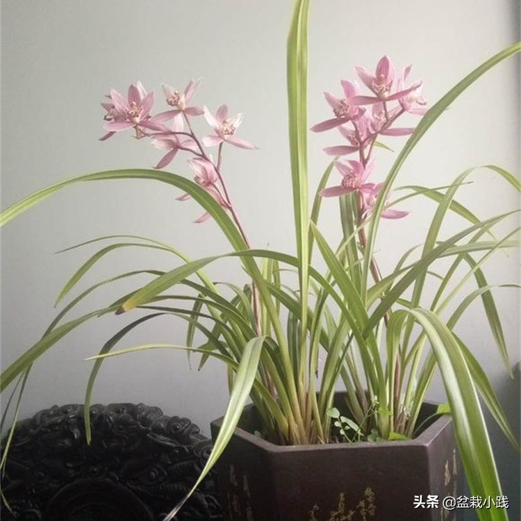 兰花上盆最佳方法,兰花春天多久服盆