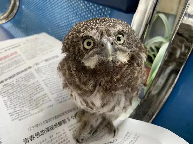 有多少南京人，获得过猫头鹰的祝福