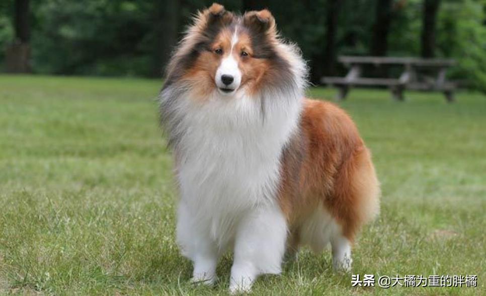 边境牧羊犬颜值高吗,颜值最高的牧羊犬