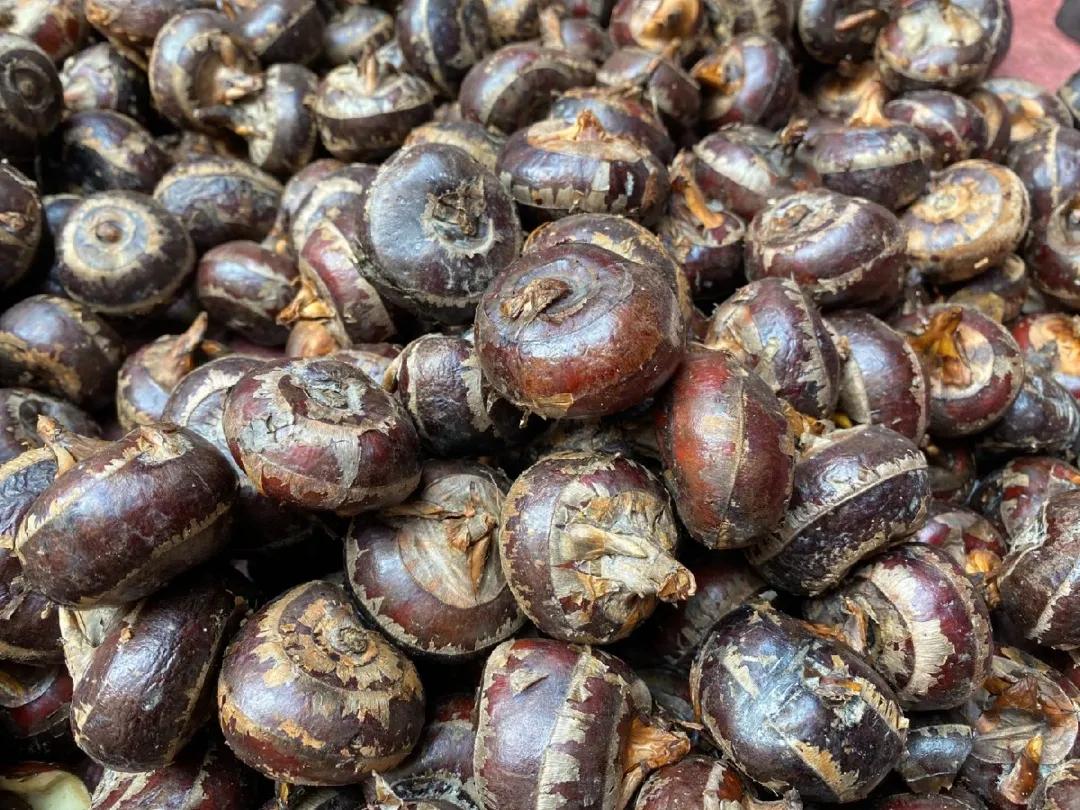 冬季养生水果梨,新鲜冬梨止咳润肺纯天然水果