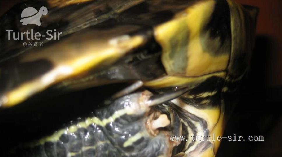 大龟买来该如何养,大龟买回来怎么养