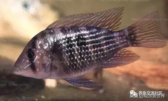 食土鲷一般多大尺寸,食土鲷哪个品种小一点