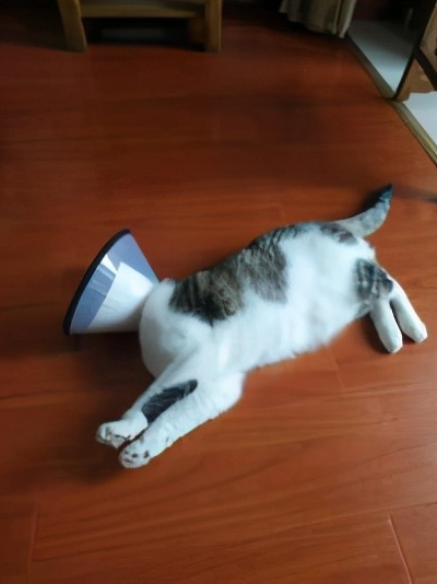 养七只猫一个月花销,养一只猫一年大概要花多少