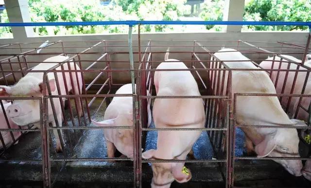 母猪胃肠炎的症状及治疗,猪胃溃疡发生后养殖户该如何治疗